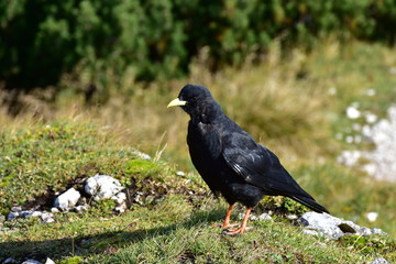 Alpine chough - yellow-billed chough Pyrrhocorax graculus