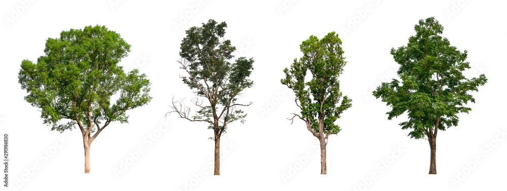 Poster isolated tree collection on white backdrop