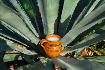 Mexican fermented beverage called "Pulque" in clay cups with agave cactus