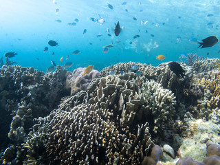 Fish and beautiful coral reef grows in Komodo National Park, Indonesia