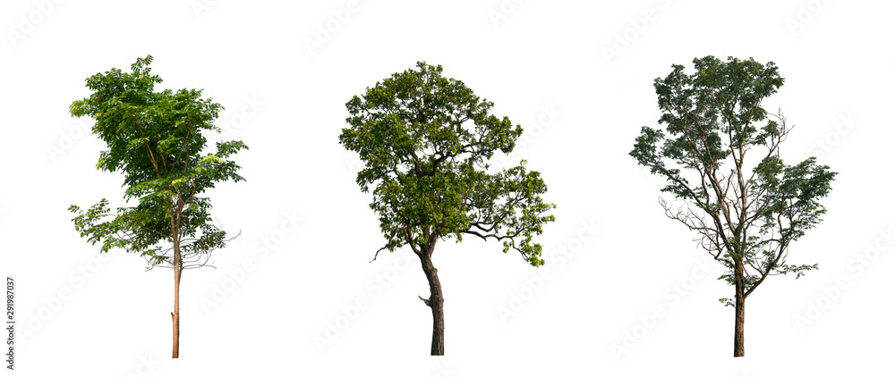 Poster isolated tree collection on white backdrop