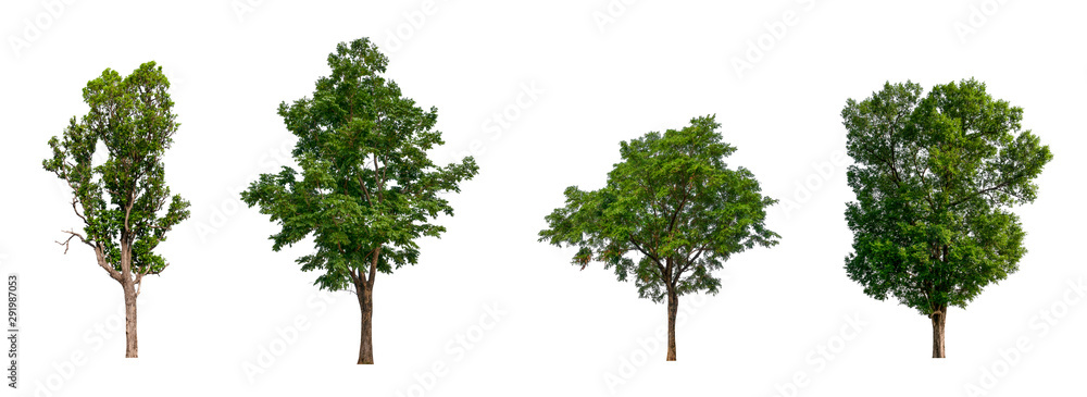 Poster isolated tree collection on white backdrop