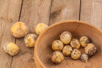 Allium hollandicum bulbs