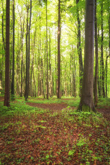 Wald im hellen grün und Sonnenlicht