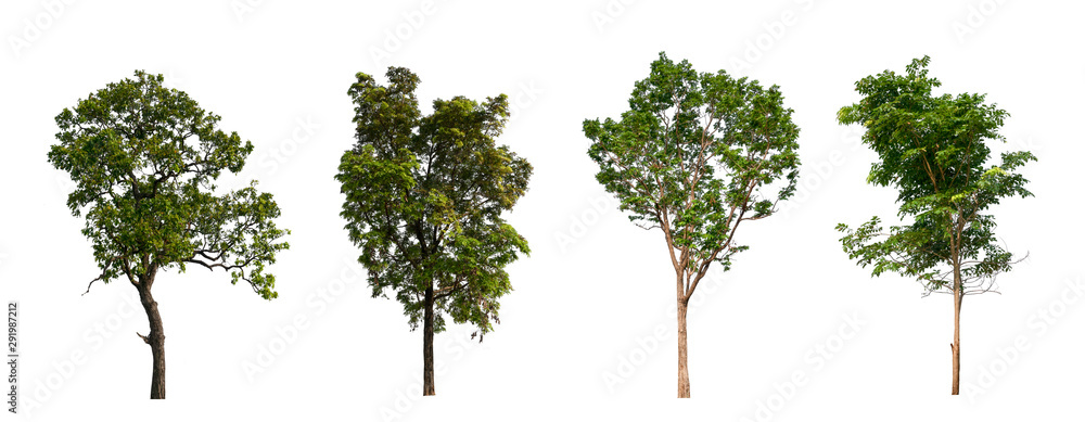 Poster isolated tree collection on white backdrop