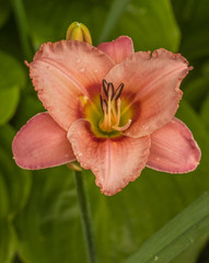 Fototapeta premium Salmon-colored Daylily (hemerocallis) 