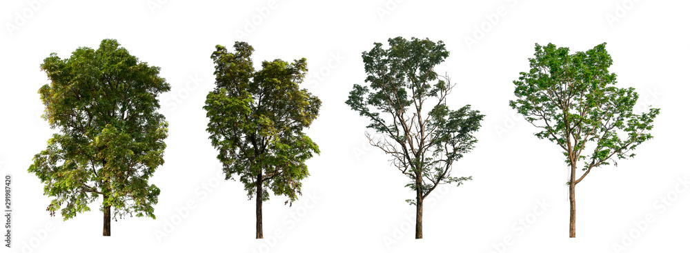 Poster isolated tree collection on white backdrop