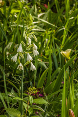 Galtonia candicans in the garden