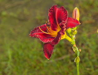 Dark purple daylily (hemerocallis) with drops of water