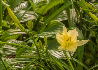 Cream-colored hybrid daylily with drops  in the garden