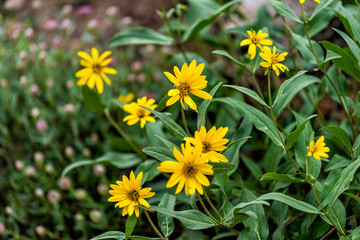 Albion Basin, Utah summer 2019 during wildflowers season in Wasatch mountains with closeup of many yellow Arnica sunflowers flowers
