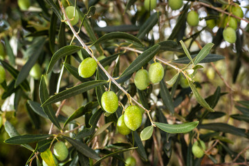 Unripe olives on a tree in a Mediterranean olive grove. Traditional agriculture.