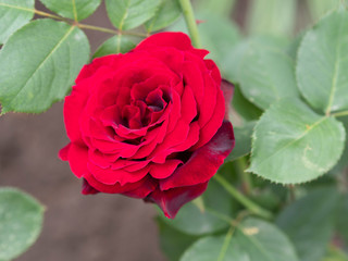 Red rose growing in the garden      The Bud of a red rose lies on a green leaf