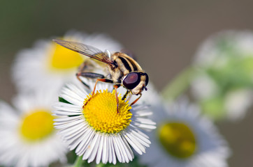 Insects and plants in macro lens