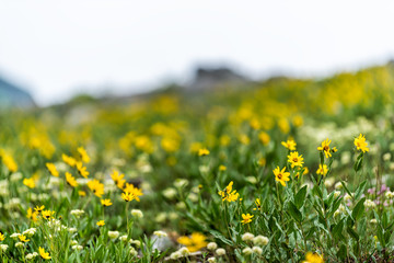 Albion Basin, Utah 2019 during wildflowers season in Wasatch mountains with closeup of meadow hill...