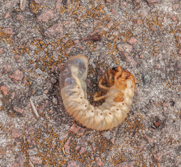 Obraz na płótnie Canvas Melolontha melolontha larva flat lay