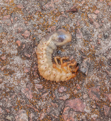 Melolontha melolontha larva  flat lay