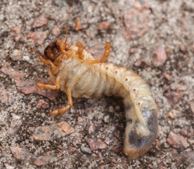 Melolontha melolontha larva  flat lay