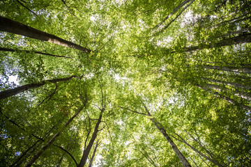 view of tree tops looking up hight at a sky green view - obrazy, fototapety, plakaty