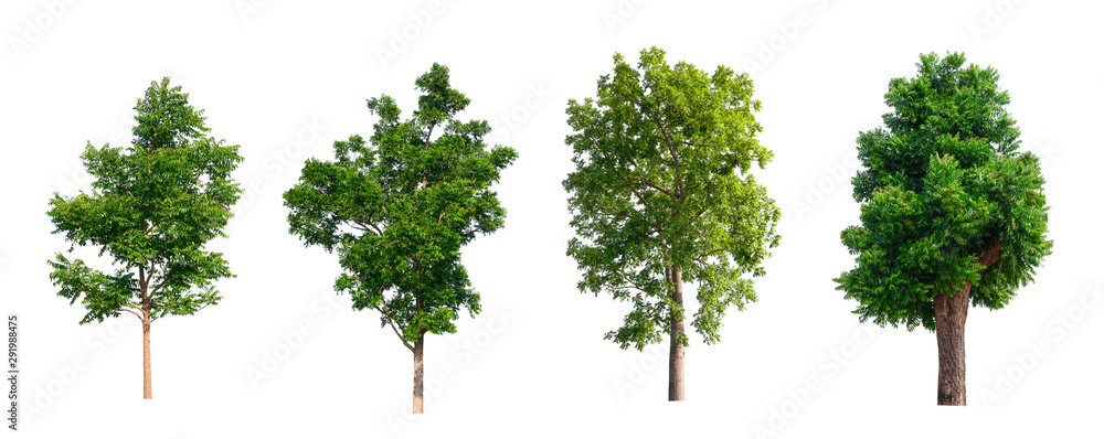 Poster isolated tree collection on white backdrop