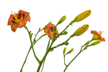 Blooming miniature terracotta daylily "Pookie Bear"  on a white background isolated.
