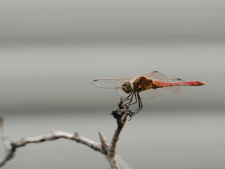 Dragonfly in the Garden