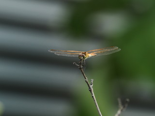 Dragonfly in the Garden
