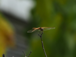 Dragonfly in the Garden