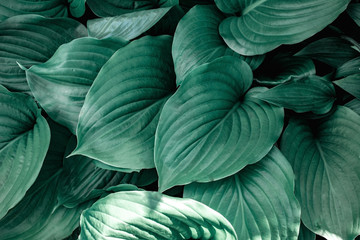 Leaves background and wallpaper