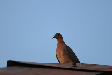 closeup of a pigeon