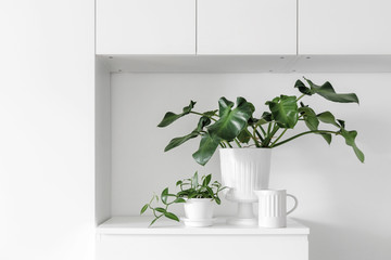Modern houseplants on a white drawer in the white living room, minimal creative home decor concept, Philodendron Rugosum Aberrant Form and Vanilla Planifolia Variegata or Vanilla Orchid