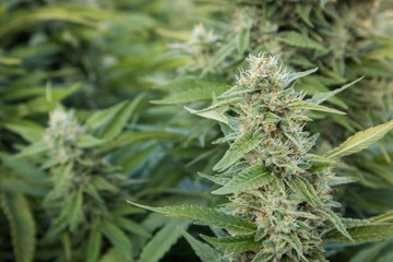 Cannabis Plants Growing in Garden