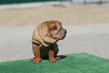 Puppies Shar Pei wrinkle skin close up