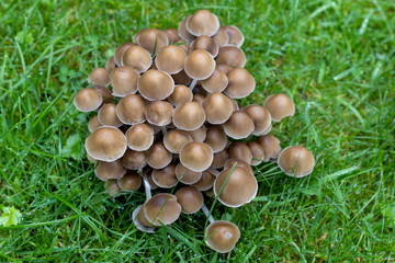 mushrooms found in the garden