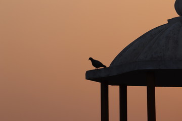 pigeon on the terrace