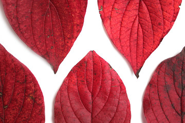 Red leaves on white background.