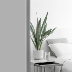 Modern houseplants in the white bedroom, minimal creative home decor concept, Sansevieria Metallica Siam Silver or snake plant