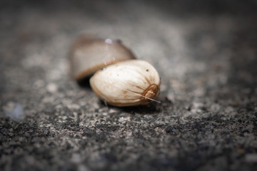cute little snail slug hugging pistachio nut, trying to eat it