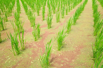 water bamboo(zizania latifolia) farm