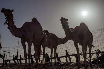 Fototapeta na wymiar herd of camels tucked into their fold