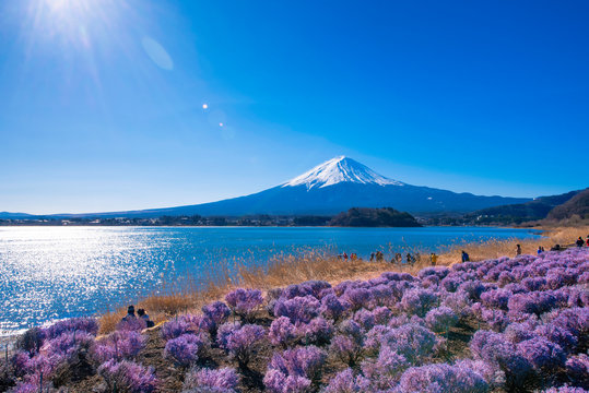Mountain fuji with beautiful cherry blossom at kawaguchiko, Japan..winter season - Powered by Adobe