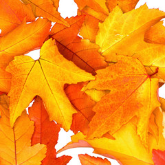 Naklejka na ściany i meble Autumn leaves square background