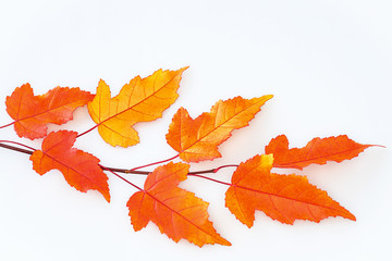 Naklejka na ściany i meble Branch autumn maple leaves