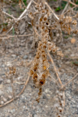 prickly plants in a drought