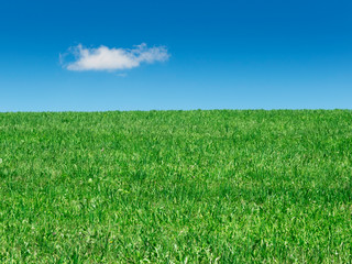 Obraz premium Grassland and sky with cloud