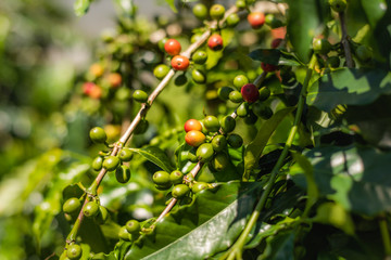 coffee tree bean in green and red color