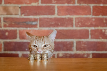 A cat watching a pile of coins- saving money concept 