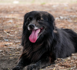 Fototapeta na wymiar Adorable black dog lying on the ground