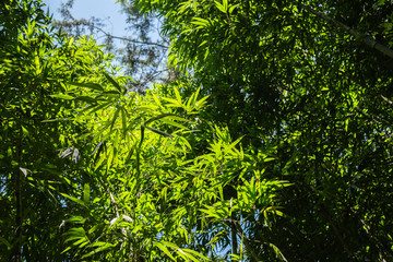 green bamboo tree over sky