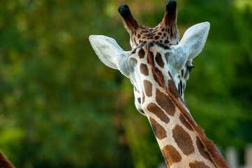 Fototapeta premium Giraffenporträt von hinten